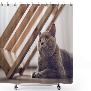 Personality  Purebred British Shorthair Cat Indoor Portrait Shower Curtains
