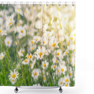 Personality  Blooming White Daisy Field. Beautiful Nature Scene. Shower Curtains