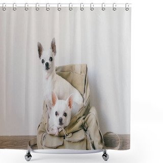 Personality  Two Chihuahua Puppies Sitting In Pocket Of Hipster Canvas Backpack With Funny Faces And Looking Different Ways. Dogs Travel. Comfortable Relax. Pets On Vacation. Animals Family Lying Together At Home. Shower Curtains