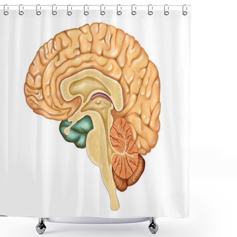 Personality  Cross-section Of An Human Brain. Digital Illustration Shower Curtains