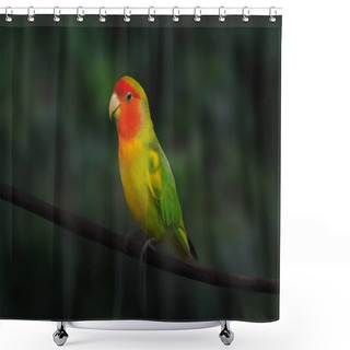 Personality  Rosy-faced Lovebird (Agapornis Roseicollis) - Parrot Shower Curtains