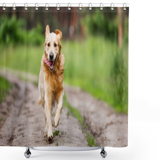 Personality  Golden Retriever Dog Running Outdoors In Sunny Day. Purebred Doggie Pet Labrador At Nature Shower Curtains