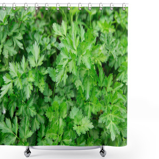 Personality  Parsley Shower Curtains