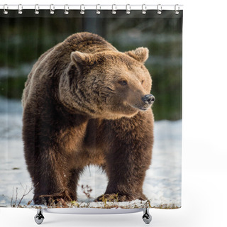 Personality  Brown Bear On Snow-covered Swamp Shower Curtains