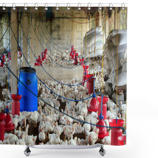 Personality  Poultry Farm With Many Domesticated Hen(fowl) Being Grown For Th Shower Curtains
