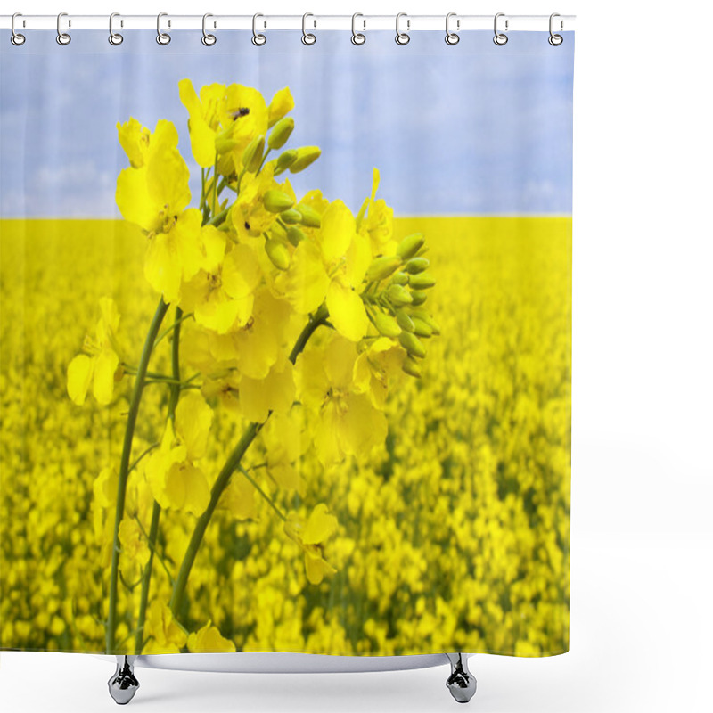 Personality  Flowering Oilseed Rape Shower Curtains