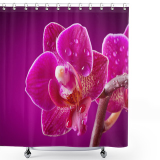 Personality  Mini Orchid On Pink Background Shower Curtains