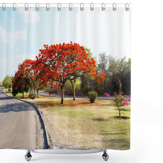 Personality  Delonix Regia (Flamboyant) Tree With Blue Sky. Shower Curtains