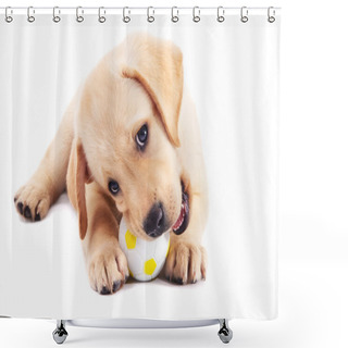 Personality  2 Month Old Labrador Retriever Puppy Chewing On A Ball Shower Curtains