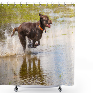 Personality  Dogs Playing In A Wet Park  Shower Curtains