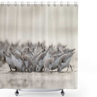 Personality  Group European Sanderling (Calidris Alba) Shower Curtains