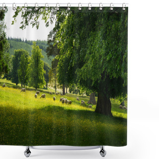 Personality  Picturesque Pastures With Sheep, Scotland, UK Shower Curtains