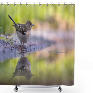 Personality  Female Chaffinch Drinking Water Shower Curtains