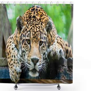 Personality  South American Jaguar Shower Curtains