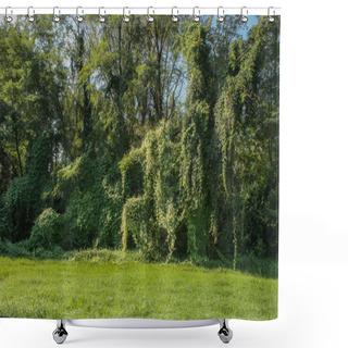 Personality  Fairytale Trees Overgrown With Creepers Shower Curtains