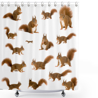 Personality  Eurasian Red Squirrel - Sciurus Vulgaris (2 Years) In Front Of A White Background Shower Curtains