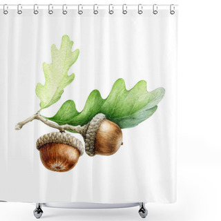 Personality  Acorn With Oak Leaves Watercolor Illustration. Hand Drawn Realistic Oak Tree Brown Nut With Green Leaf. Acorn Macro Forest And Park Tree Element Image. Isolated On White Background Shower Curtains