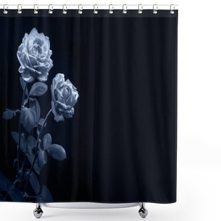 Personality  Two Bright Red Roses On Long Stems With Green Leaves At Night Lighting With Space For Text On Black Backdrop. CloseCloseup Vivid Pink Color Beauty Big Full Soft Head Stem Green Leaf Deep Light Text Space Pattern. Close Up Sad Loss Old Dead Tragic Mem Shower Curtains