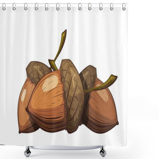 Personality  Group Of Acorns In The Shell On A White Background. Color Drawing In Cartoon Style. Vector Illustration Of Oak Seeds. Shower Curtains