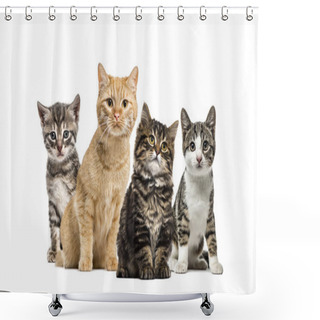Personality  American Polydactyl Kitten, European Cat, Kitten Domestic Cat, Striped Mixed-breed Kitten, In Front Of White Background Shower Curtains