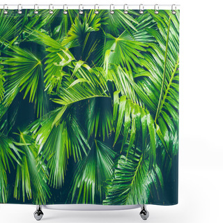 Personality  Beautiful Tropical Nature Of Palm Leaf For Copy Space Or Text - Processing Vintage Filter Shower Curtains