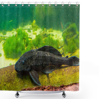 Personality  Closeup Of A Suckermouthed Catfish, Popular Spotted Pleco For The Aquarium, Tropical Fish Specie From America Shower Curtains