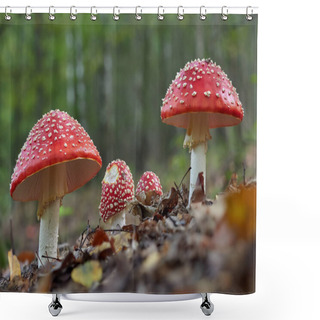 Personality  Amanita Muscaria, Poisonous Mushroom. Photo Has Been Taken In The Natural Forest Background, One Spotted Toadstools In The Woods. Shower Curtains