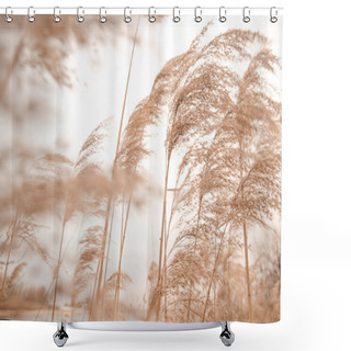 Personality  Pampas Grass Outdoor In Light Pastel Colors. Dry Reeds Boho Style . High Quality Photo Shower Curtains