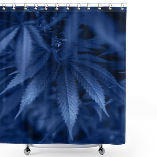 Personality  Blue Color Of Year 2020 Fresh Marijuana Bush Outside. Shower Curtains