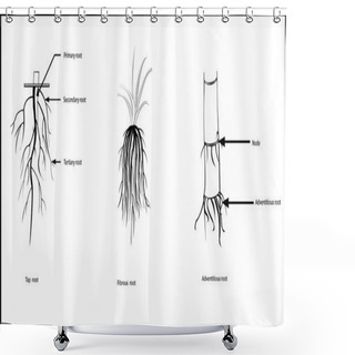 Personality  Types Of Roots, Shower Curtains