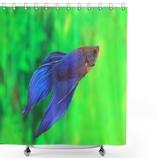 Personality  Male Of Betta Splendens Of Blue Color Shower Curtains