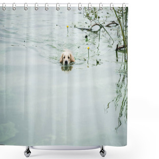 Personality  Golden Retriever Dog Enjoying Swimming In Park Pond  Shower Curtains