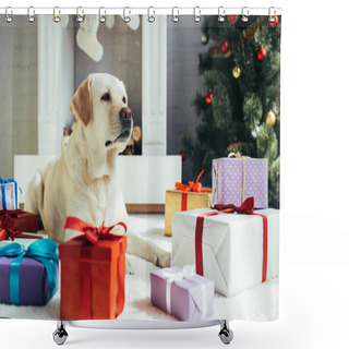 Personality  Labrador Lying Near Colorful Presents And Christmas Tree In Decorated Living Room  Shower Curtains