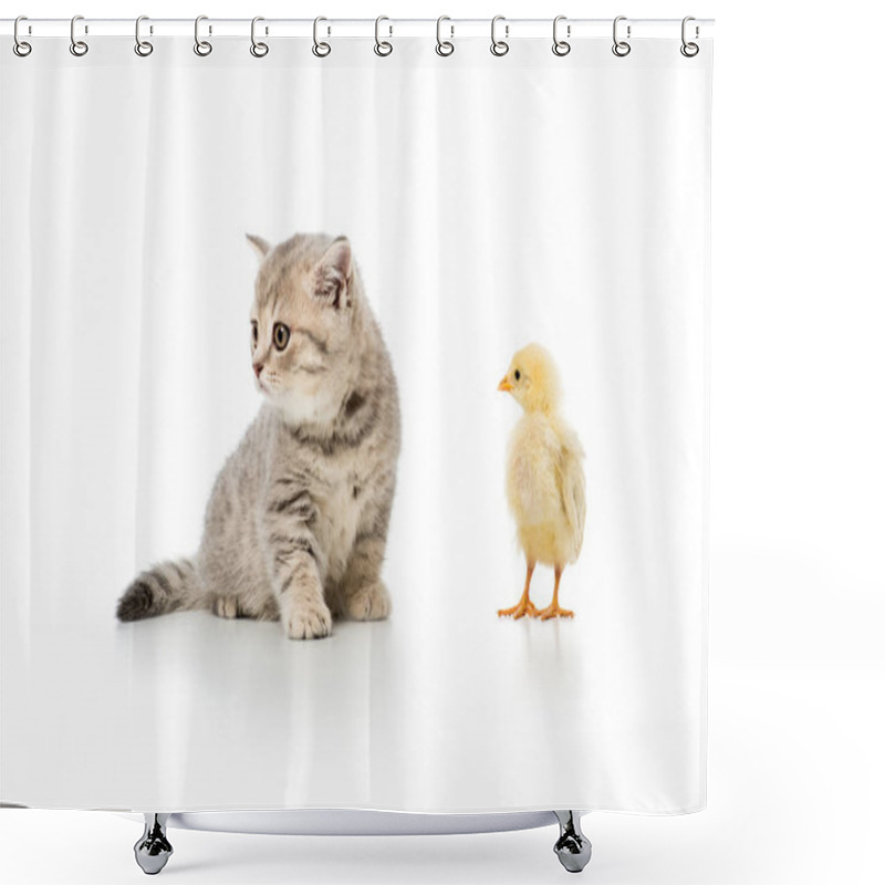 Personality  Adorable Little Chick And Cute Furry Kitten Isolated On White Shower Curtains