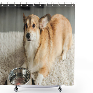 Personality  Adorable Corgi Dog With Bowl Of Water Standing On Carpet At Home Shower Curtains