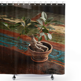 Personality  Ficus Bonsai Tree On Old Wooden Table Shower Curtains