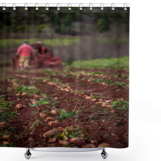 Personality  Potato Field Shower Curtains
