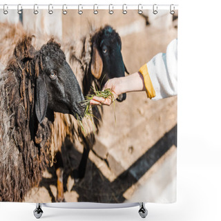 Personality  Cropped Image Of Female Farmer Feeding Black Sheep By Grass At Ranch Shower Curtains