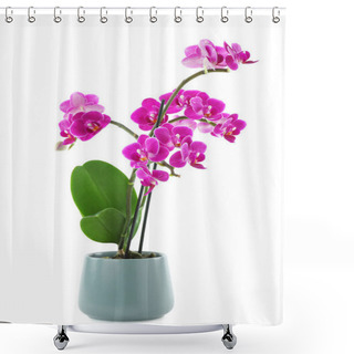 Personality  Beautiful Tropical Orchid Flower In Pot On White Background Shower Curtains
