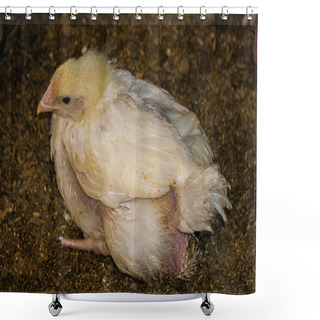 Personality  Broiler Chicks On An Eco Farm In The Countryside Shower Curtains