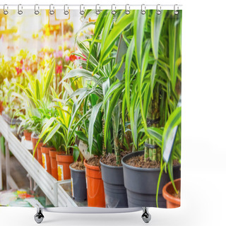 Personality  Various Types Of Indoor Decorative Deciduous Plants Dracaena And Cordilin On A Rack In A Greenhouse Flower Shop Shower Curtains