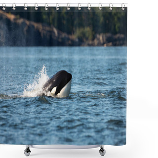 Personality  A Transient Orca Whale Or Killer Whale Jumping Out Of Water In Orcinus Orca, Vancouver Island, Canada Shower Curtains