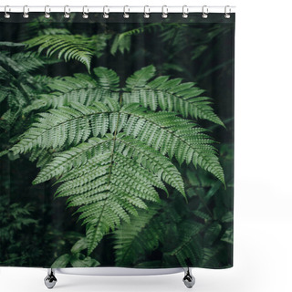 Personality  Fern Shower Curtains
