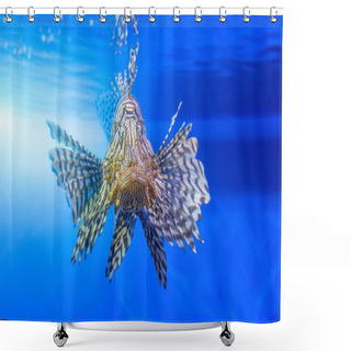 Personality  Dangerous Lionfish Zebra Fish In Sea Water. Shower Curtains