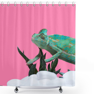 Personality  Beautiful Colorful Exotic Chameleon Crawling On Stones With Succulents Isolated On Pink Shower Curtains
