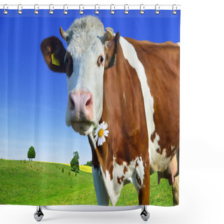 Personality  Young Cows Grazing On A Green Meadow Shower Curtains