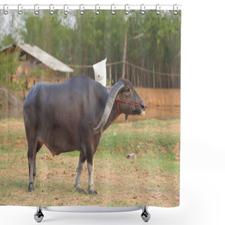 Personality  Thai Buffalo Horn Long Dignified, Water Buffalo In Thailand. Shower Curtains