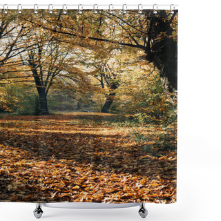 Personality  Sunshine On Fallen Autumn Leaves In Park Shower Curtains