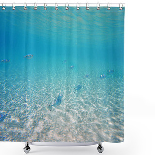 Personality  Underwater Photo Of Silverfish - Trachinotus Ovatus    Shower Curtains