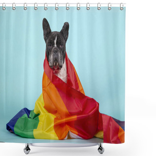 Personality  Beautiful French Bulldog Wrapped With A Rainbow Flag That Symbolizes The Rights Of Gays Looking At The Camera. Isolated On Blue Background. LGBT Concept. Shower Curtains